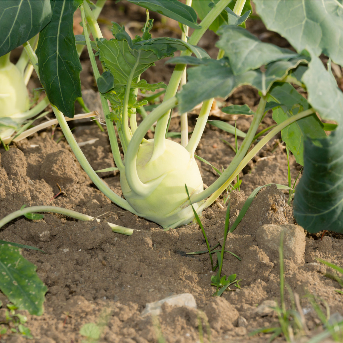 Kaleráb biely Lanro - Brassica oleracea - semiačka - 1 gr