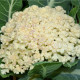 Karfiol neskorý Romanesco - Brassica oleracea botrytis - semiačka - 20 ks