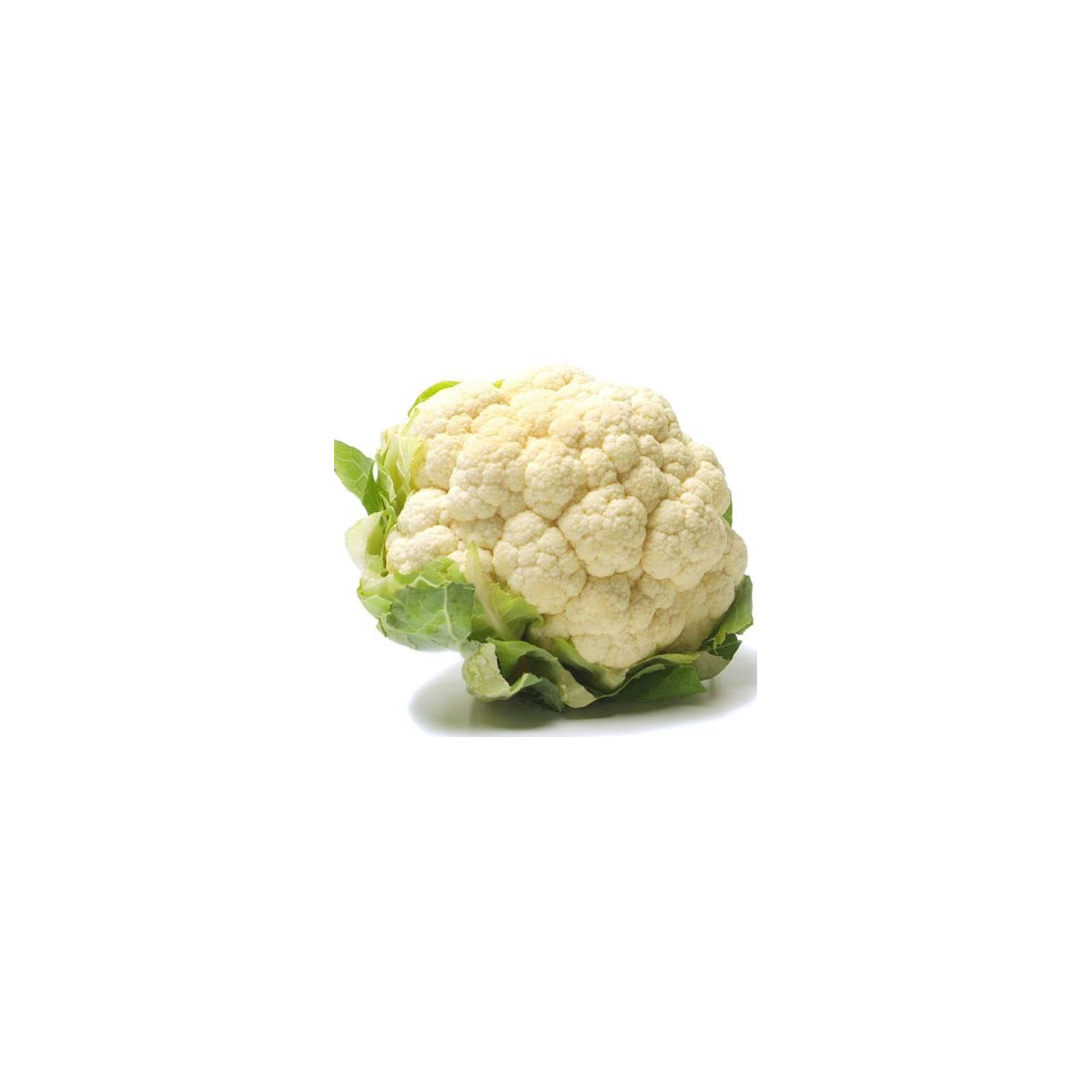 Karfiol skorý Ingloory - Brassica oleracea - semiačka - 20 ks