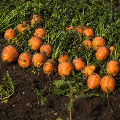 Mrkva guľatá na rýchlenie Pariser Markt 4 - Daucus carota - semienka mrkvy - 500 ks