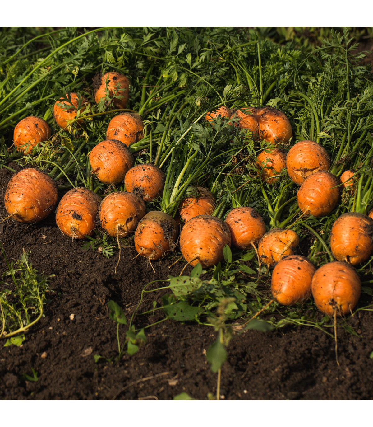 Mrkva guľatá na rýchlenie Pariser Markt - Daucus carota - semienka mrkvy - 900 ks