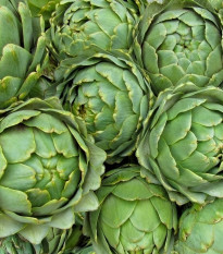 Artičoka zelená Grosse von Laon - Cynara scolymus - semiačka - 20 ks