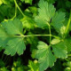 Petržlen Clivi - Petroselinum crispum - semiačka - 1 gr