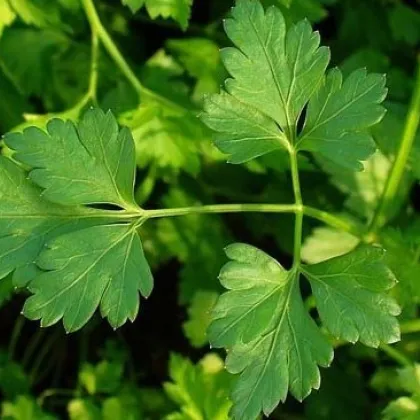 Petržlen Clivi - Petroselinum crispum - semiačka - 1 gr