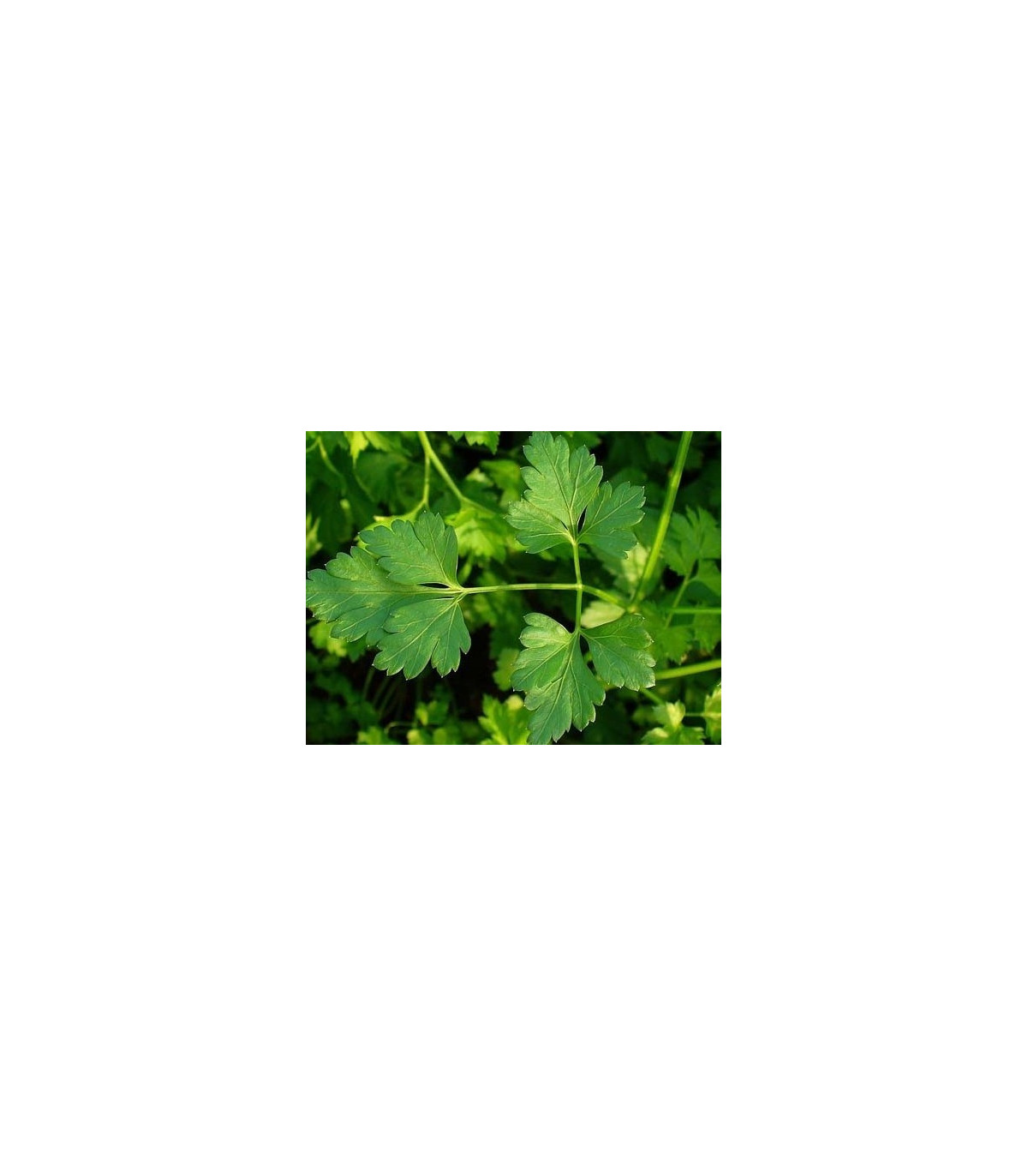 Petržlen Clivi - Petroselinum crispum - semiačka - 1 gr