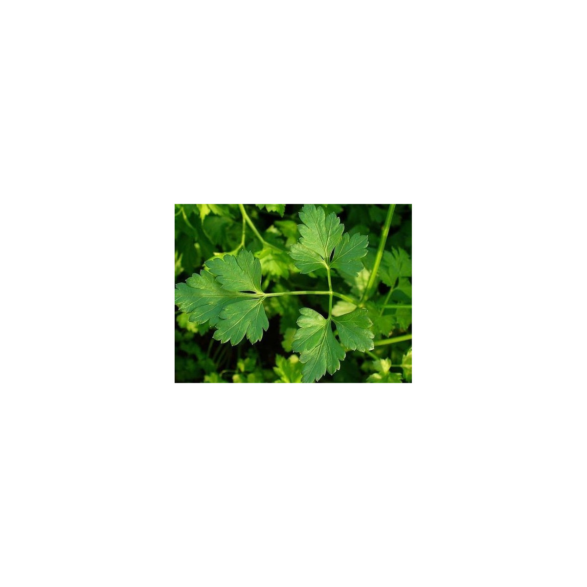 Petržlen Clivi - Petroselinum crispum - semiačka - 1 gr