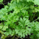 Petržlen vňaťový (kučeravý) tmavozelený - Petroselinum crispum convar - semiačka - 1 g