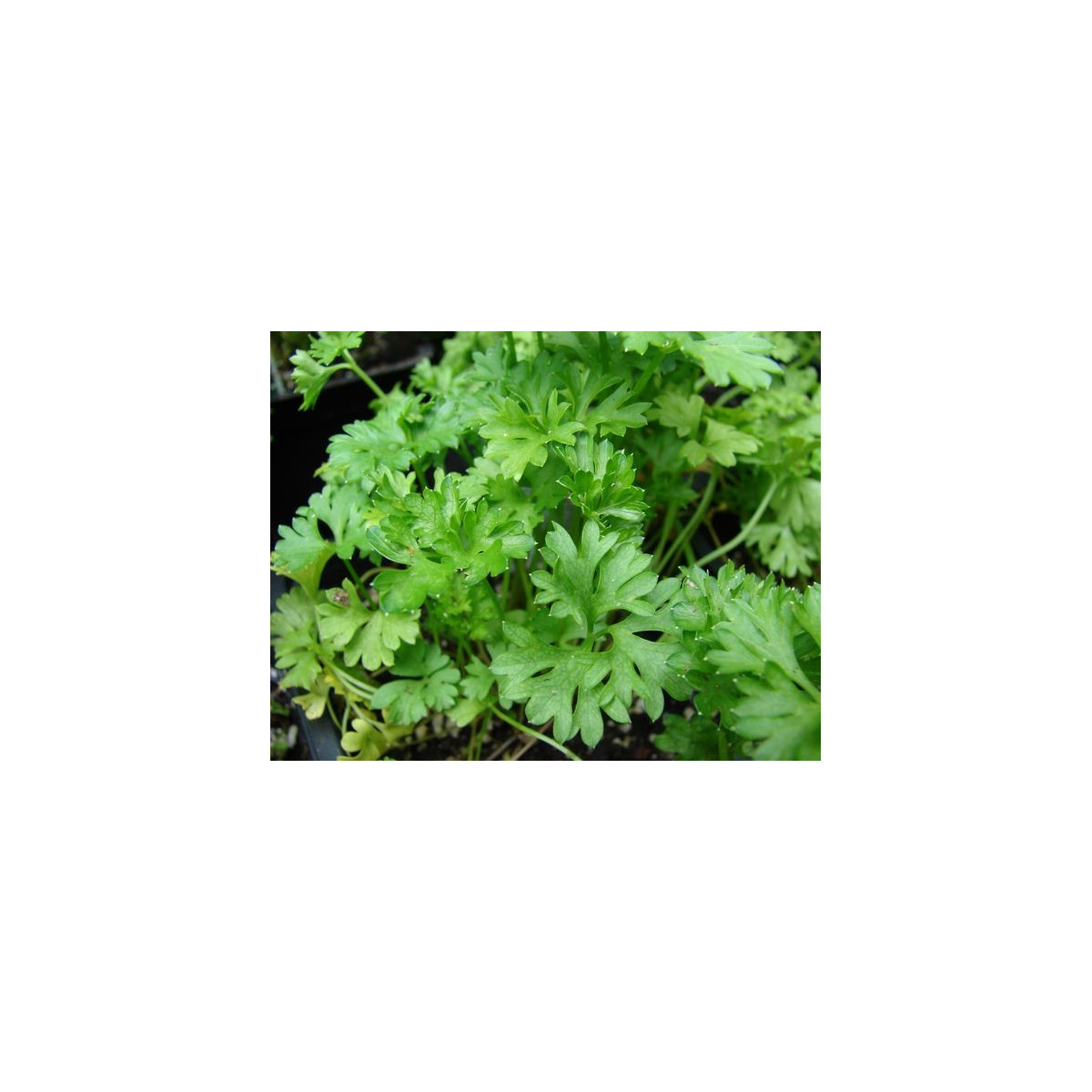 Petržlen vňaťový (kučeravý) tmavozelený - Petroselinum crispum convar - semiačka - 1 g