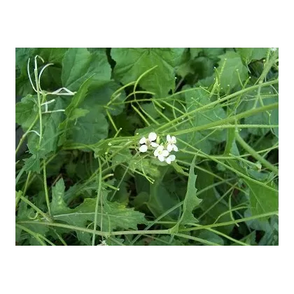 Roketa úzkolistá Tiger - Diplotaxis tenuiflora - semiačka - 20 ks