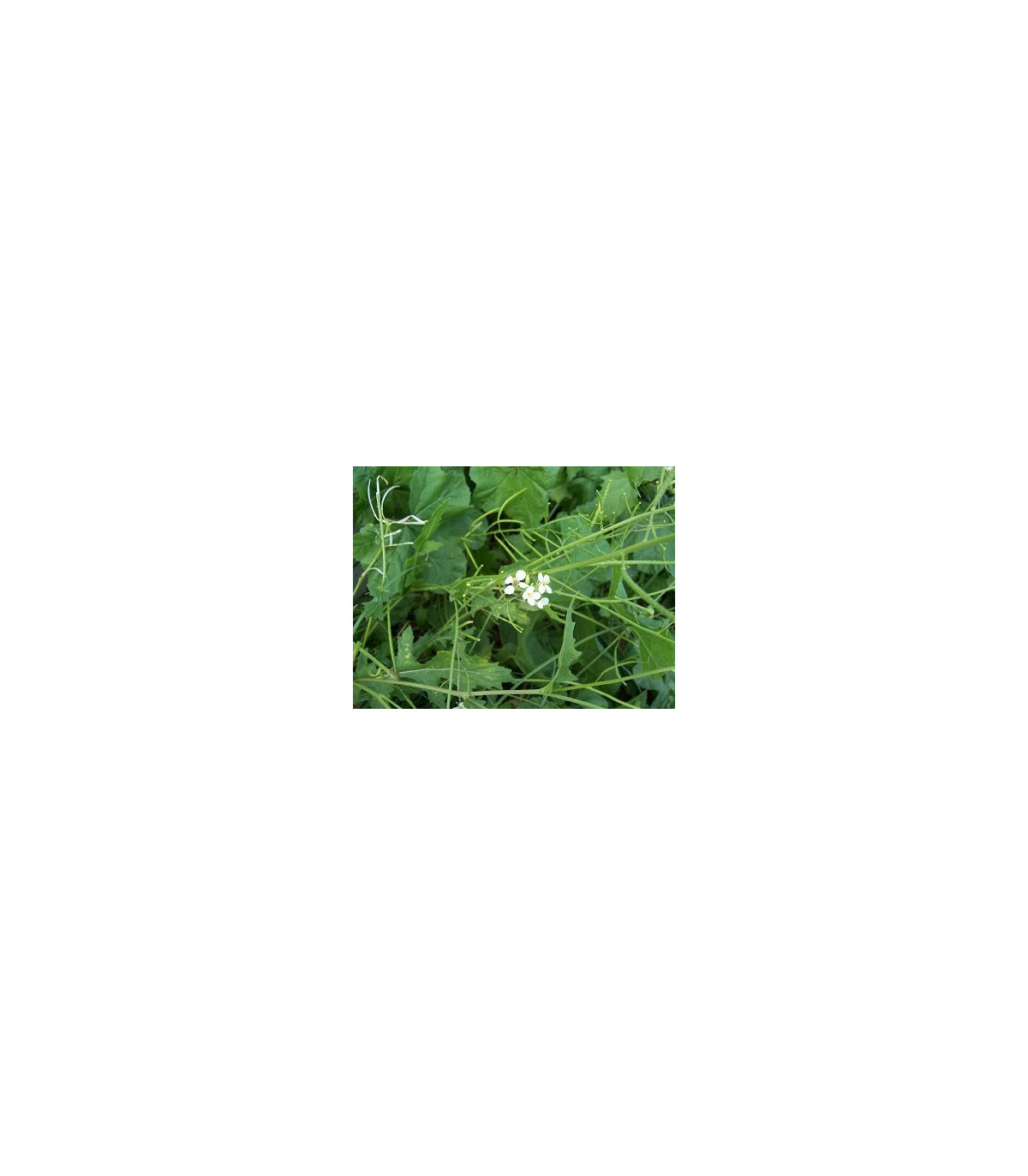 Roketa úzkolistá Tiger - Diplotaxis tenuiflora - semiačka - 20 ks