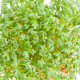 Žerucha veľkolistá - Lepidium sativum - semiačka - 1,5 g