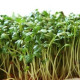 Žerucha záhradná - Lepidium sativum - semiačka - 2,5 g
