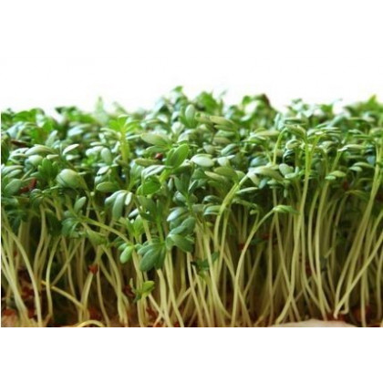 Žerucha záhradná - Lepidium sativum - semiačka - 2,5 g
