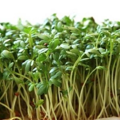 Žerucha záhradná - Lepidium sativum - semiačka - 2,5 g