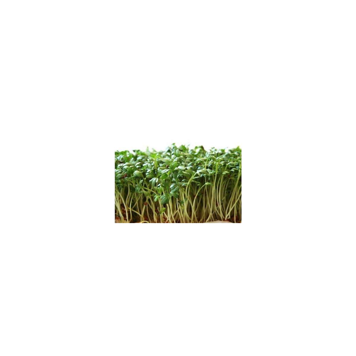Žerucha záhradná - Lepidium sativum - semiačka - 2,5 g