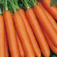 Mrkva karotká poloskorá - Daucus carota - semiačka - 1,5 g