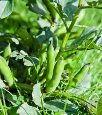 Bôb záhradný - Vitia faba - semiačka - 15 ks