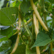 Fazuľa kríčková Hildora - Phaseolus vulgaris L. - semiačka - 10 g
