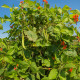 Fazuľa šarlátová Preis - Phaseolus coccineus - semiačka - 2 gr