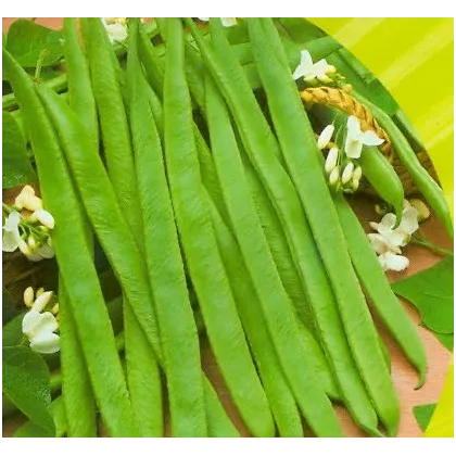 Fazuľa kolíková biela Hilda - Phaseolus vulgaris - semiačka - 2 gr
