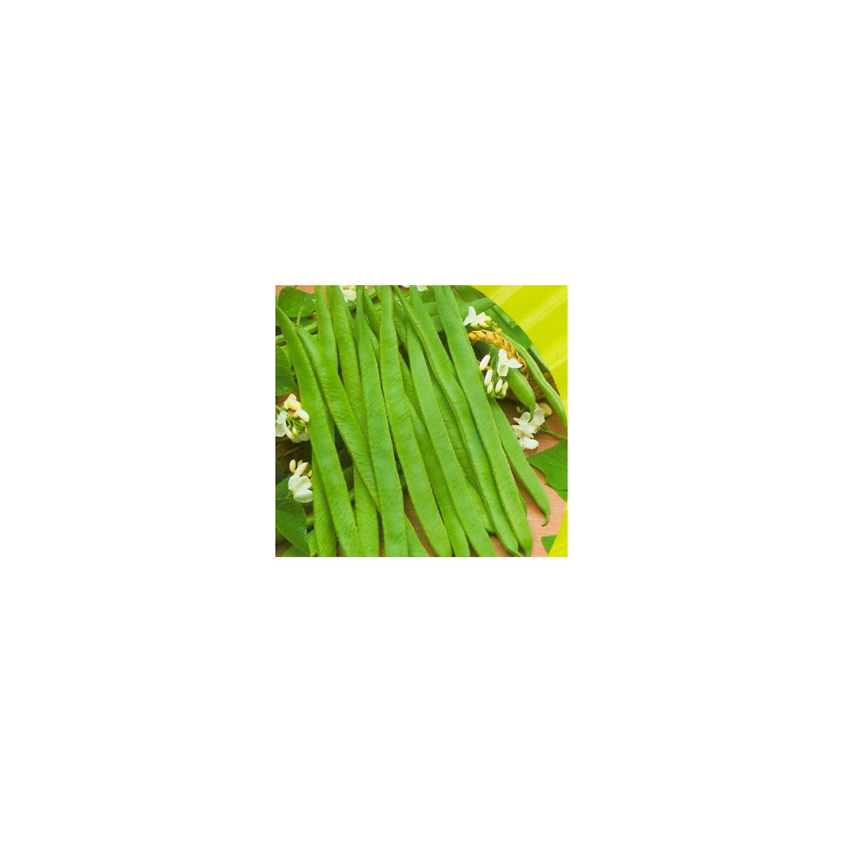 Fazuľa kolíková biela Hilda - Phaseolus vulgaris - semiačka - 2 gr