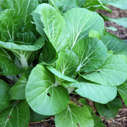 Horčica šalátová Misome F1 - Brassica campestris - semiačka - 20 ks