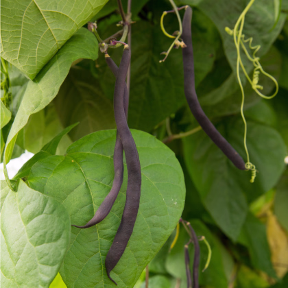 Fazuľa kolíková modrá Blauhilde - Phaseolus vulgaris - semiačka - 20 ks