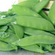 Hrach cukrový - Oregon - Pisum sativum - semiačka - 60 ks