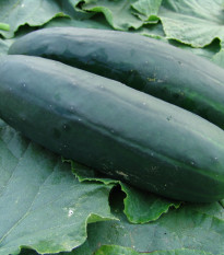 Uhorka šalátová Obelix F1 - Cucumis sativa - semiačka - 20 ks
