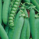 Hrach dreňový - Salout - semiačka - 10 g