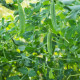 Hrach dreňový veľmi skorý - Pisum sativum - semiačka - 40 ks