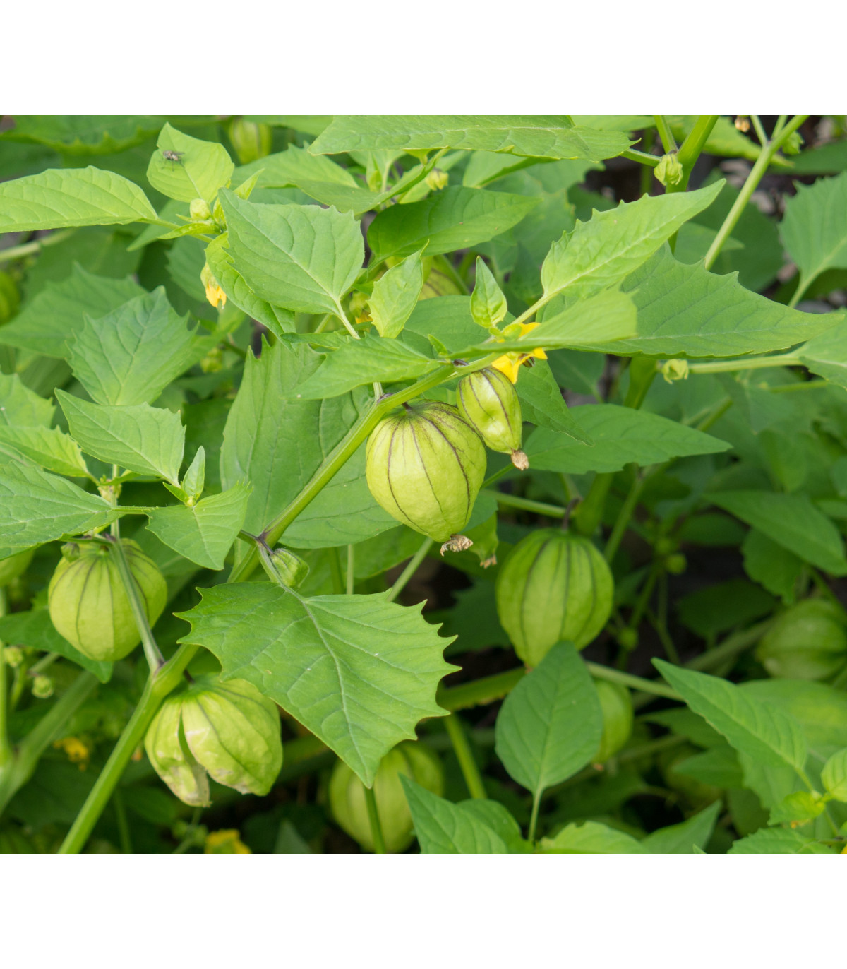 Machovka lepkavá - Tomatillo Verde - semiačka - 7 ks