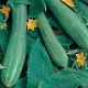 Uhorka šalátová - Cucumis sativus - semiačka - 25 ks