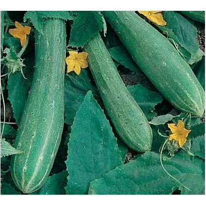 Uhorka šalátová - Cucumis sativus - semiačka - 25 ks
