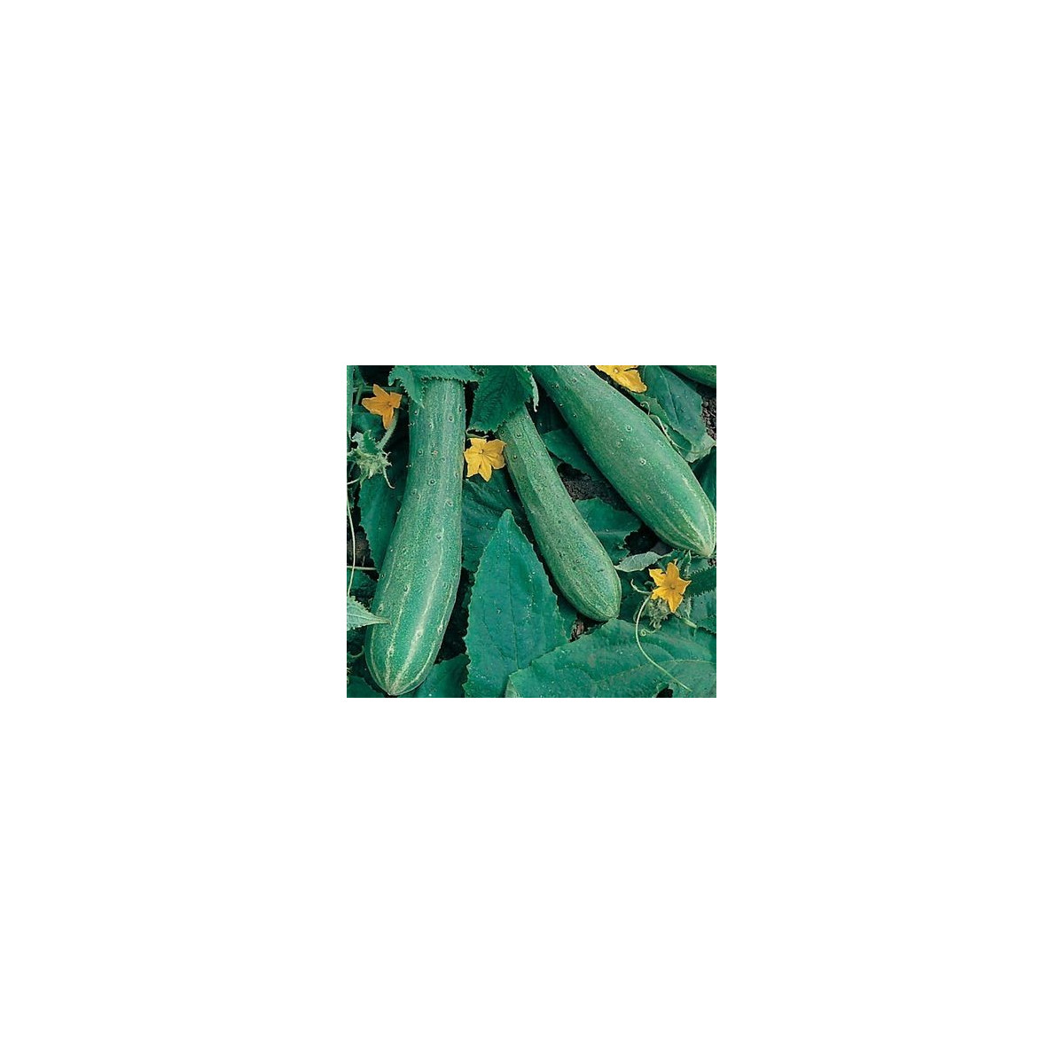 Uhorka šalátová - Cucumis sativus - semiačka - 25 ks