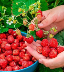 Jahoda lesná - semiačka - 10 ks