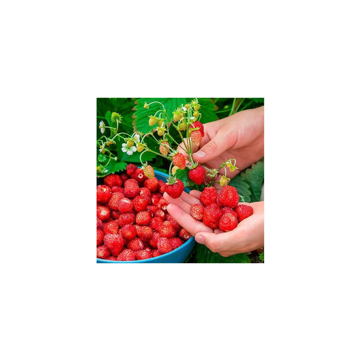 Jahoda lesná - semiačka - 10 ks