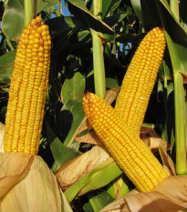 Kukurica cukrová morená Snowbaby - Zea mays - semiačka - 16 ks