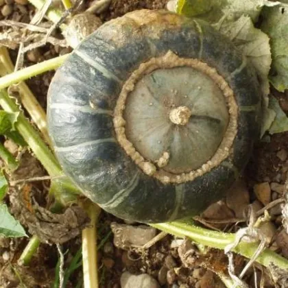 Tekvica veľkoplodá - Cucurbita maxima - semiačka - 10 ks
