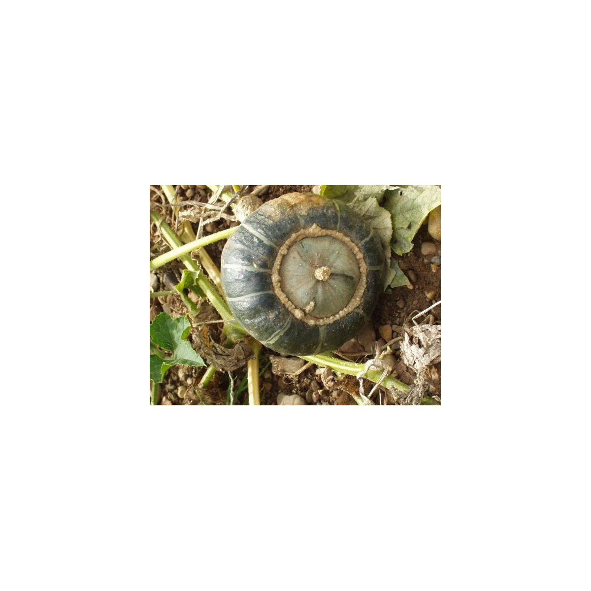 Tekvica veľkoplodá - Cucurbita maxima - semiačka - 10 ks