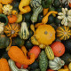 Tekvica veľkoplodá Gourmet - Cucurbita maxima - semiačka - 4 ks