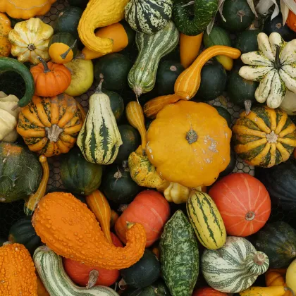 Tekvica veľkoplodá Gourmet - Cucurbita maxima - semiačka - 4 ks