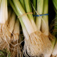 Cibuľa zväzková Freddy - zimná cibuľa - Allium fistulosum - 0,5 g