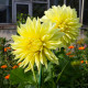 Georgína Kenemerland žltá - Dahlia - predaj cibuľovín - 1 ks