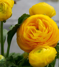 Iskerník plnokvetý žltý - Ranunculus asiaticus - predaj cibuľovín - 3 ks