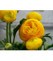 Iskerník plnokvetý žltý - Ranunculus asiaticus - predaj cibuľovín - 3 ks