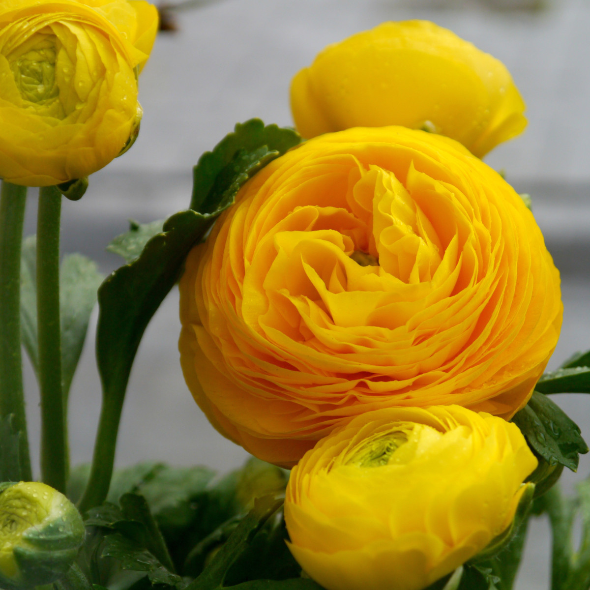 Iskerník plnokvetý žltý - Ranunculus asiaticus - predaj cibuľovín - 3 ks