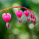 Srdcovka nádherná - Dicentra spectabilis - predaj cibuľovín - 1 ks