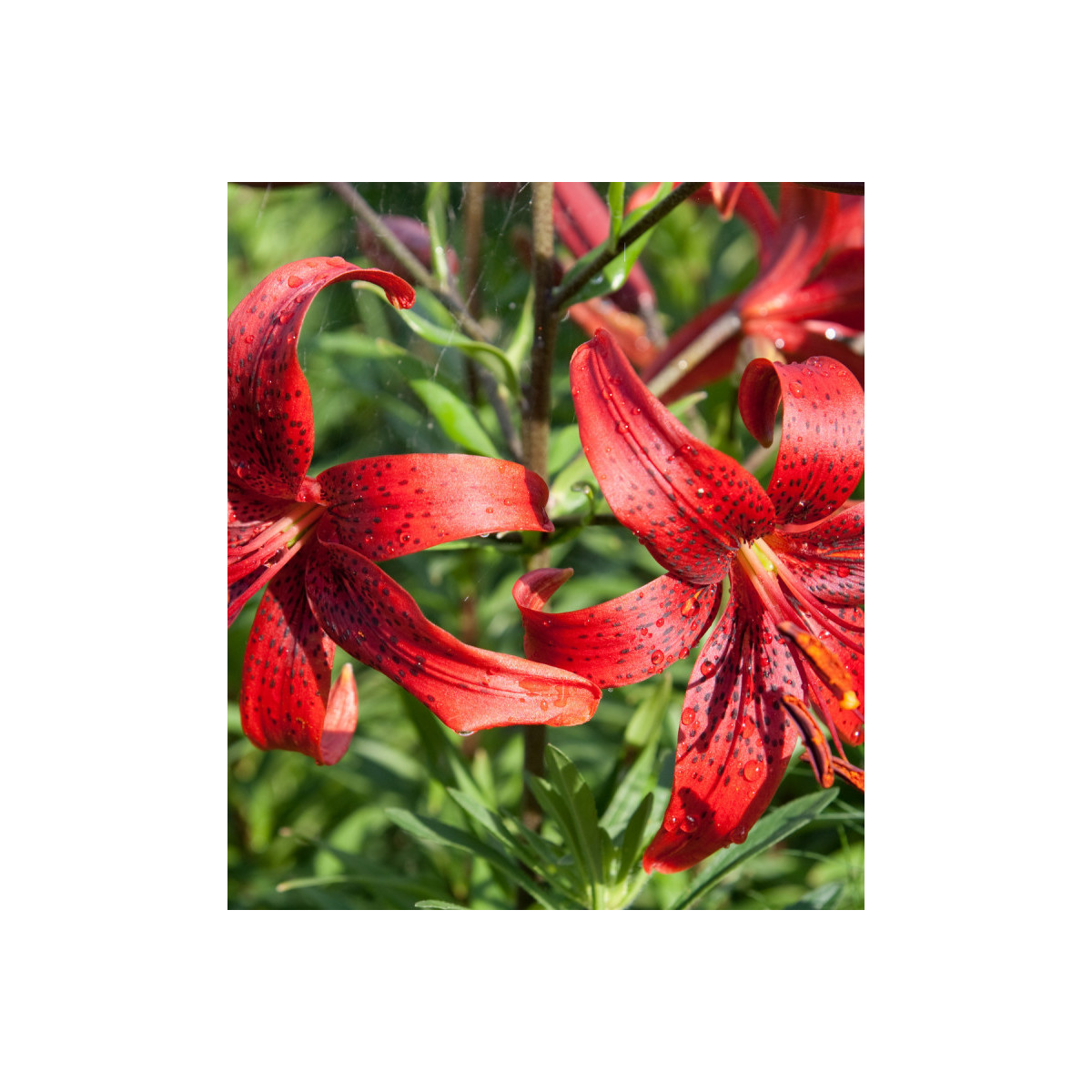 Ľalia červená Red tiger - Lilium - predaj cibuľovín - 1 ks