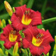 Ľaliovka Red Magic - Hemerocallis - cibuľky - 1 ks